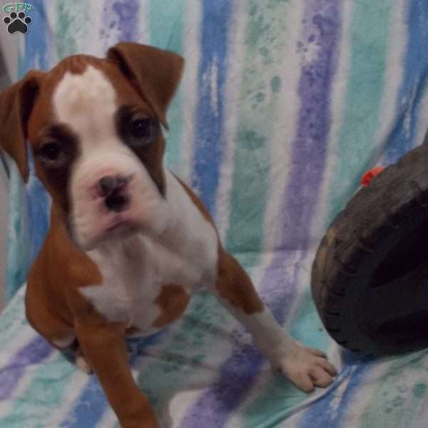 Bumbo, Boxer Puppy
